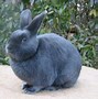 Image result for Siamese Satin Rabbit