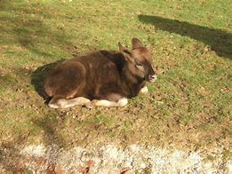 Image result for gaur calf