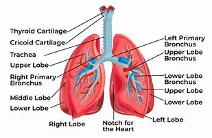 Image result for Human Anatomy Spine and Lungs