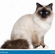 Image result for Cat at Age Day 1