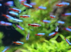 Image result for Neon Aquarium Fish