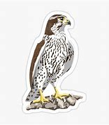 Image result for Clip Art of Prairie Falcon