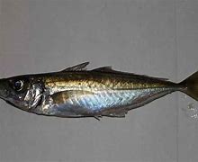 Image result for Jack Mackerel Can JPEG