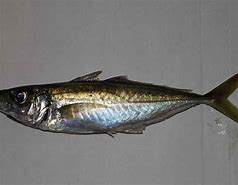 Image result for Jack Mackerel Pouch