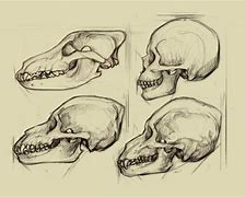 Image result for Wolf Skull vs Dog Skull