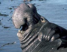 Image result for Elephant Seal Nose