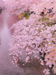 Image result for Aesthetic Pastel Pink Background with Flowers