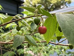 Image result for Panama Berry Tree