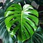 Image result for Cây Monstera