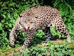 Image result for Leopard Roar