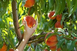 Image result for Aucfan Peach