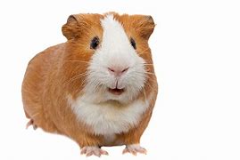 Image result for Guinea Pig Hair