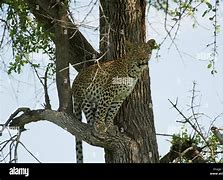 Image result for Leopard Sitting in Tree