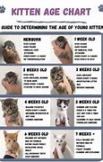 Image result for Age of Kittens