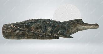 Image result for Alligator No Background