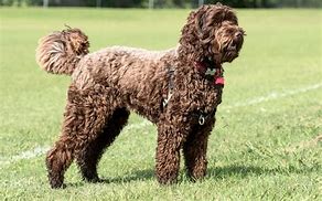 Image result for Labradoodle