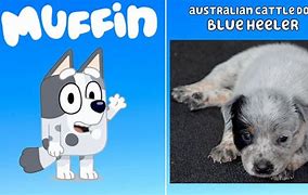 Image result for bluey grandad dog breed