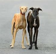 Image result for Galgo Dog Breed