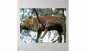 Image result for Leopard Resting in Tree