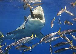 Image result for Feeding Sharks in Aquarium