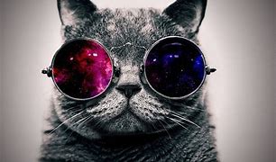 Image result for Bread Cat Wallpaper