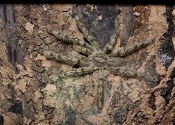 Image result for Venomous Tarantula