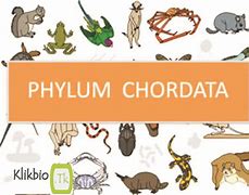 Image result for Subphylum of Chordata