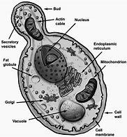 Image result for Dry Saccharomyces Cerevisiae