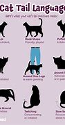 Image result for Cat Tail Language