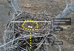 Image result for Bald Eagle Nest Compared to Person