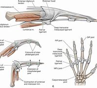 Image result for Extensor Tendons Dorsal Hand