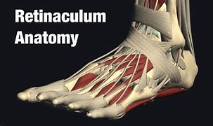 Image result for Lateral Ankle Retinaculum