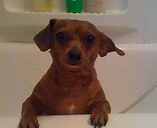 Image result for Chiweenie Dog