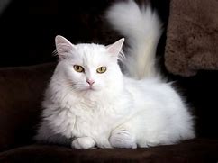 Image result for Medium Cut Cat