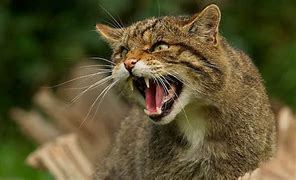 Image result for Wild Cat Pictures