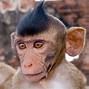 Image result for Funny Monkey Love