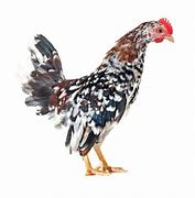 Image result for Serama Chicken Baby