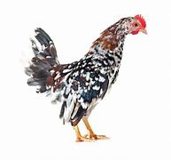 Image result for Serama Chicken Baby