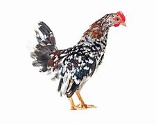 Image result for What Is a Serama Chicken