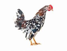 Image result for All-Black Serama Chicken