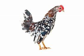 Image result for Chicken Serama Art