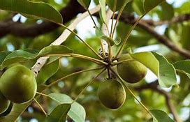 Image result for Shea Tree India