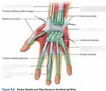 Image result for Wrist Muscles