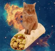 Image result for Space Cat and Taco Meme