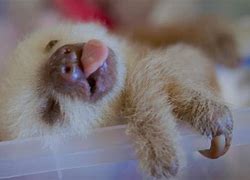 Image result for White Sloth Baby