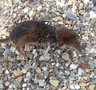 Image result for Shrew Animal