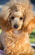 Image result for Poodle Terrier