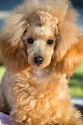 Image result for Poodle Terrier Mix