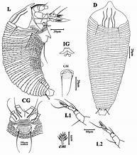 Image result for Eriphoid Mite Olive