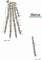 Image result for Manus Region Anatomy